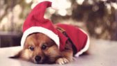 Dog-Christmas-Outfits-Large