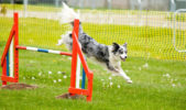 Whats_On_Competitions_Agility